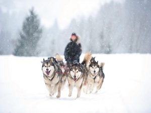 Séminaire chien de traîneau les Carroz